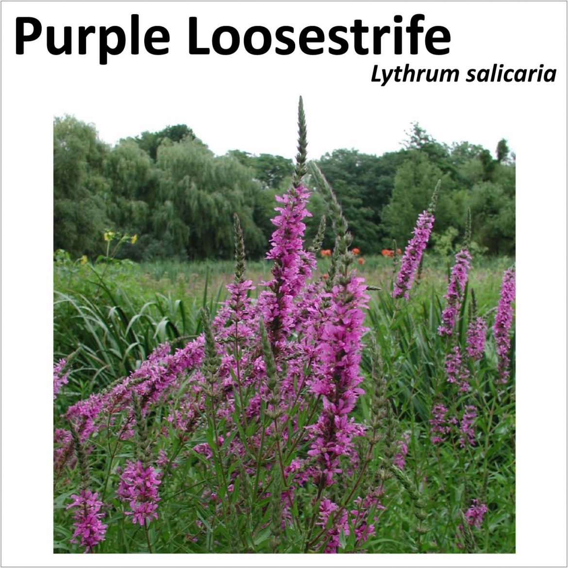 Purple-Loosestrife.jpg