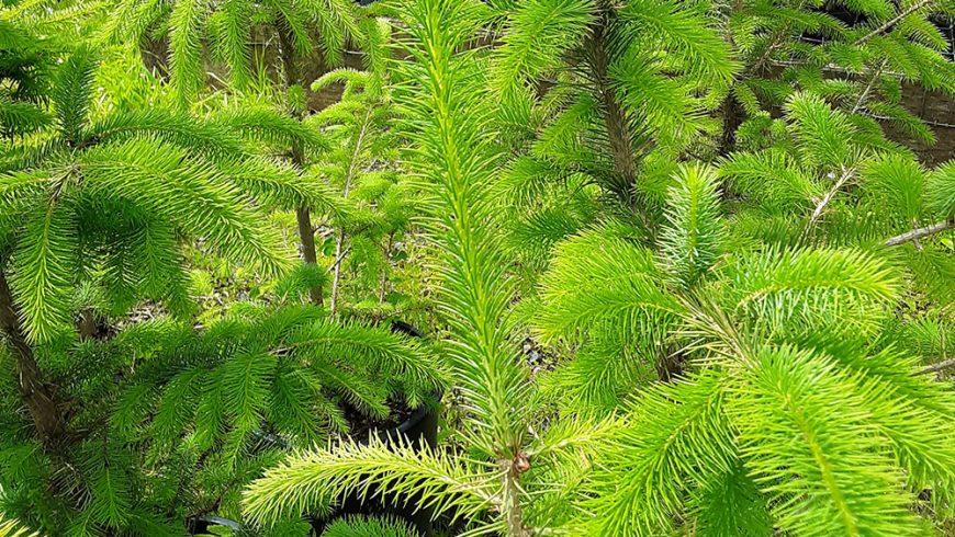 Nursery Volunteer Day- Saturday Tree Potting!