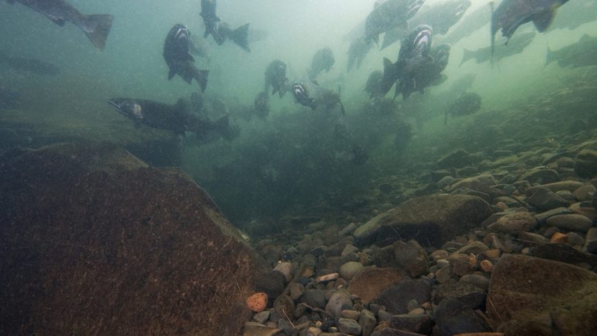 What’s in the stream? Water Quality Monitoring Forum (September 2022-Conference Call) UPDATED